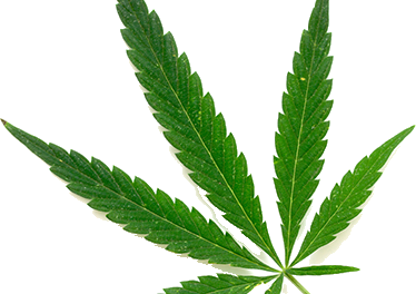 Florida Department of Health Office of Medical Marijuana Use Update