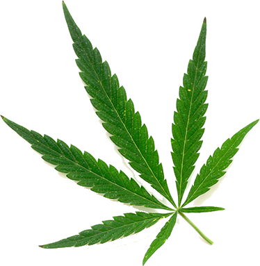 Florida Department of Health Office of Medical Marijuana Use Update
