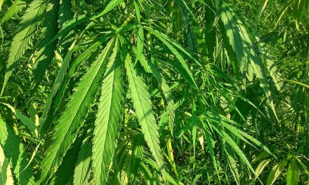 USDA Approves First State and Tribal Hemp Production Plans