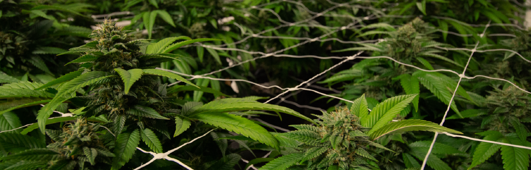 Green Thumb Industries Enters Virginia Cannabis Market