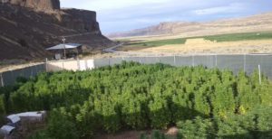 Cross-Pollination Could Cost Marijuana Farmers Several Thousand Dollars as Hemp Production Expands Nationwide