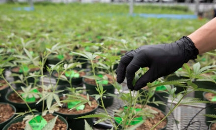 VidaCann, A Leading Provider of Medical Cannabis in Florida, Announces $25 Million Expansion of Operations to Include Over 600,000 Sq Ft of Cultivation Space, Adding Over 300 New Jobs