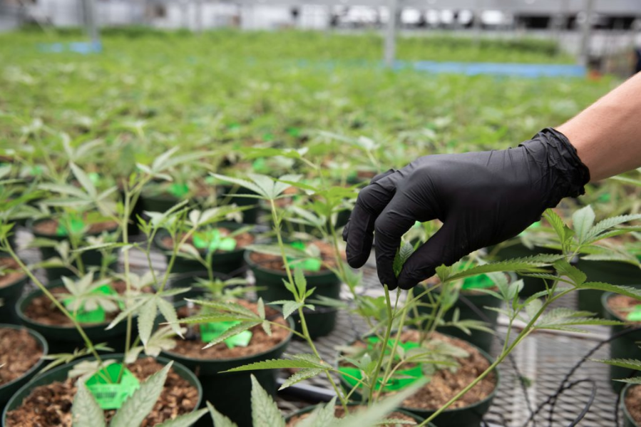 Green Thumb Industries Closes on Acquisition of Dharma Pharmaceuticals; Enters Virginia Cannabis Market