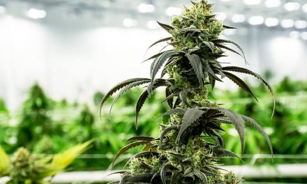Green Thumb Industries Reports First Quarter 2021 Results