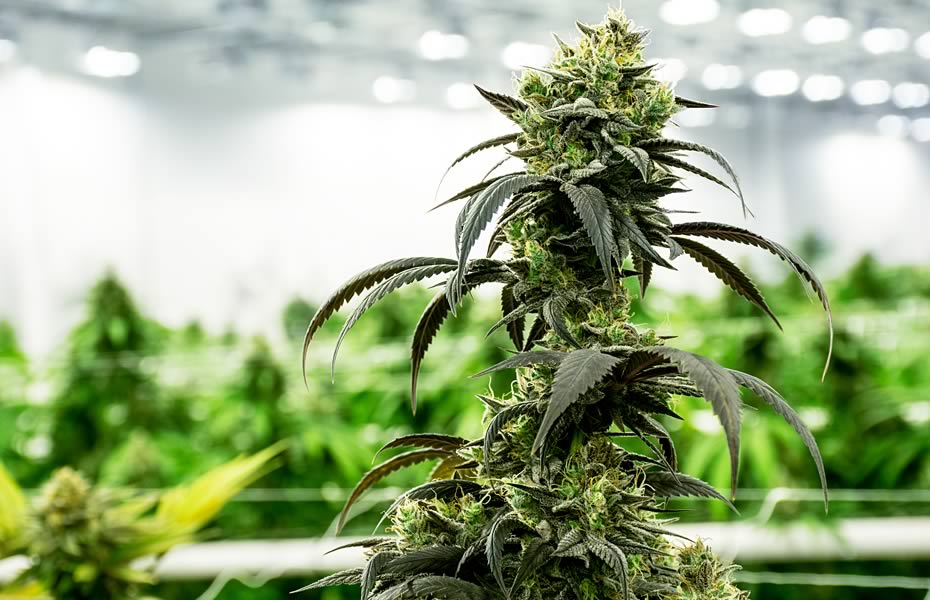 Green Thumb Industries Reports First Quarter 2021 Results