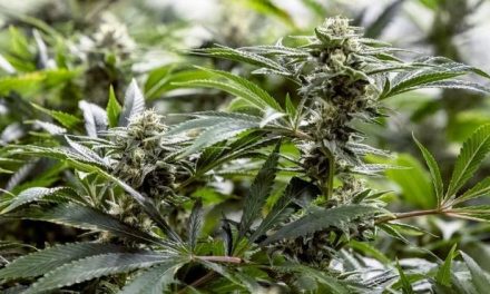 Florida fights ruling on medical marijuana law