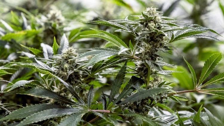 Florida fights ruling on medical marijuana law